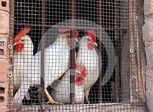 View of white chickens inside a brick cage