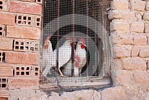 View of white chickens inside a brick cage