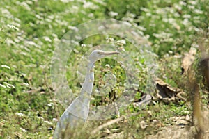 View of white Crane bird with yellow beak display with nature around