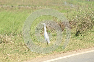 View of white Crane bird with yellow beak display with nature around