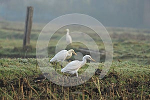 View of white Crane bird with yellow beak display with nature around