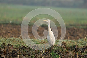 View of white Crane bird with yellow beak display with nature around