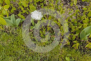 View of white flower tulip on green background.