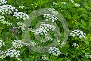 A view of a white-flowered meadow of Aegopodium podagraria L. from the apiales family, commonly referred to as earthen