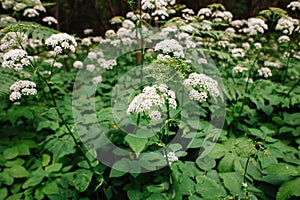 A view of a white-flowered meadow of Aegopodium podagraria L. from the apiales family, commonly referred to as earthen elder,