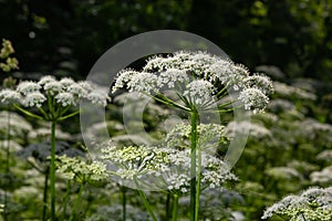 A view of a white-flowered meadow of Aegopodium podagraria L. from the apiales family, commonly referred to as earthen