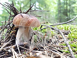 View of a white mushroom growing in a forest in a clearing with moss on which a slug is crawling. The concept of food, nature,