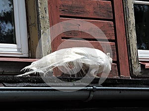 View of white peacock in the backyard,  Karlovy Vary, Czech Republic