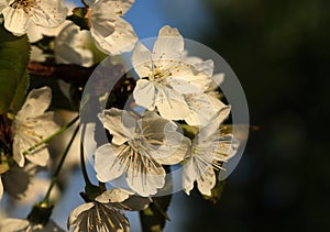 View on white petals with sky and dark background. Blossom of plum tree in our garden