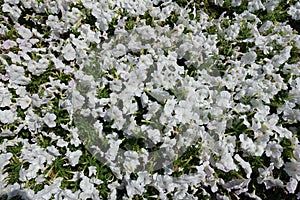 View of white petunias from above