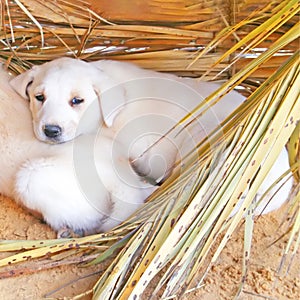 View of white puppies hidden under a canopy photo