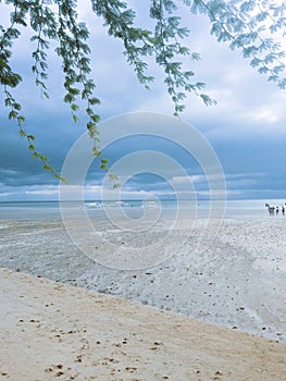 View of a white sand beach under a bamboo tree