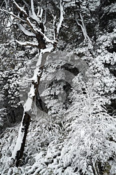 A view of white snowy forest from cable car on Cero Bayo Bayo Hill, touristic destination in Villa La Angostura, Neuquen, photo