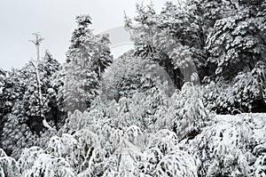 A view of white snowy forest from cable car on Cero Bayo Bayo Hill, touristic destination in Villa La Angostura, Neuquen, photo