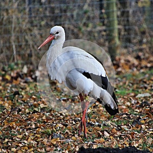 A view of a White Stork