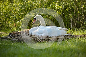 view of a white swan\'s nest in spring