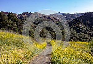 View Within Whiting Ranch Wilderness Park