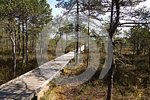 View of wide wooden walkway on a bog in Estonia in forest of spruces and pines