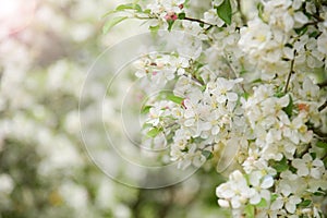 view of wild apple blossoms in spring