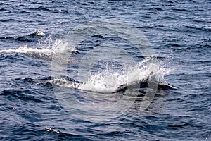 View of wild dolphins swimming in the sea of Rausu