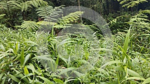 view of wild ferns in the forest in the morning