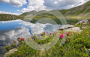 View of wild flowers on Bombasel lake, Cermis Alps, Dolomites, Italy