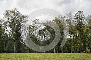 View on wild forest from meadow in Gauja National Park