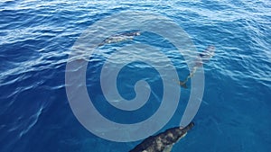 View of wild and free Bottlenose dolphins swimming in crystal clear blue water of Indian Ocean