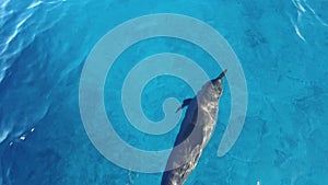 View of wild and free Bottlenose dolphins swimming in crystal clear blue water of Indian Ocean