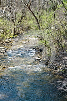 A view of a Wild Mountain Trout Stream