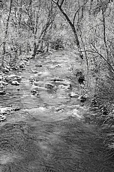 A view of a Wild Mountain Trout Stream