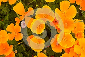 View of wild orange California poppies