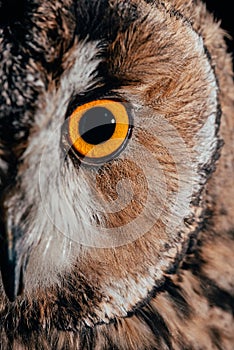 View of wild owl eye