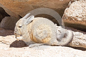 View of wild rabbit, called vizcacha