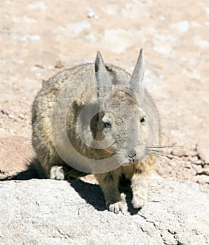 View of wild rabbit, called vizcacha