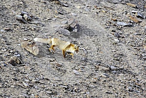 View of a Wild Red Fox cautiously descending a rocky slope