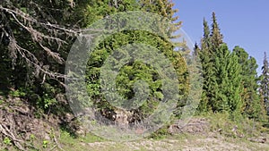 View of the wild Siberian taiga in the summer noon