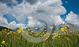 View of wild tulips against mountain and the blue sky and clouds