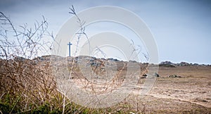 View of the wild vegetation of the cross of the tip of Chatelet on the island of Yeu