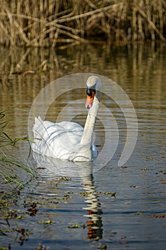 view of a wild white swan in the marshes in spring