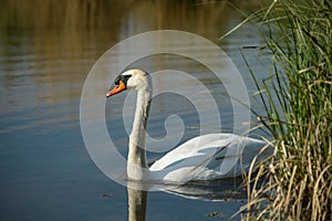 view of a wild white swan in the marshes in spring