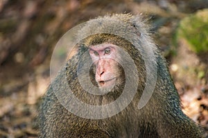 View of wild Yakushima Macaque monkey in Yakushima island, Japan