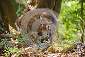 View of wild Yakushima spotted sika deer or Cervus nippon yakushimae in Yakushima Island, Japan