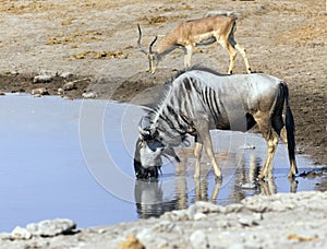 View of wildebeest at waterhole