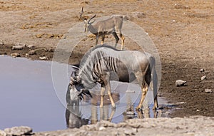 View of wildebeest at waterhole
