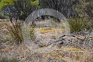 View of wildflowers in bush along the Gnamma trail