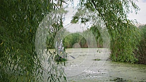 view through willow branches, blurred background grandpa with his little grandchild on boat rowing along a green muddy