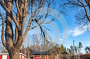 View at willow tree with broken branch - possibly from heavy snow/ice at winter or hurricane wind at summer. Very thick branch was