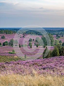 View from Wilsede hill through the landscape of Lueneburg Heath at sunset, Lower Saxony, Germany