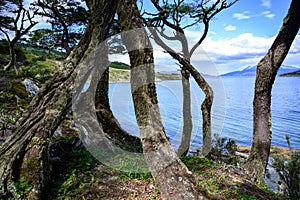 View throug trees on shore of lake in National Park Tierra del Fuego with  in Patagonia, Provincia de Tierra del Fuego, Argentina photo